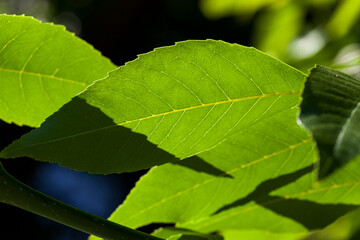 beautiful young foliage of green trees