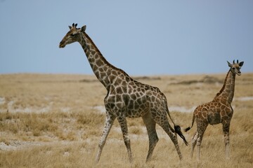 Obraz na płótnie Canvas Giraffe adult and calf in Etosha National Park
