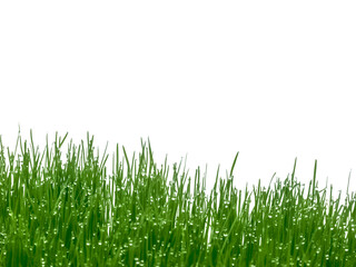 Obraz premium herbes mouillées sur fond blanc 