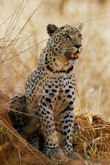 Leopard female in Namibia © Freya