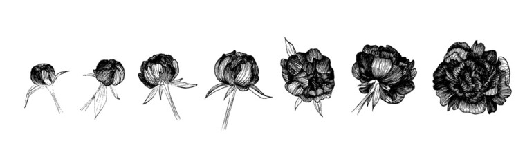 Sketched peony set. Growth process from bud to full bloom.  