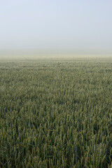 view over a wheat field on a misty morning