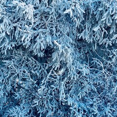 Blau schimmernde Tannenzweige von Raureif bedeckt