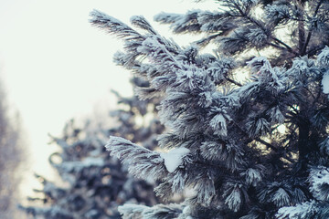 Snowy winter. Heavy snowfall in Moscow. Christmas trees in the snow