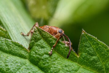 nut weevil (Curculio nucum) in high detail © Petr
