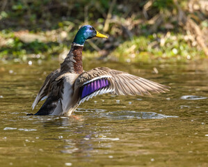 wild duck (anas platyrhynchos) male flapping his wings in water