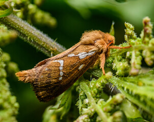 orange swift or orange moth (Triodia sylvina)