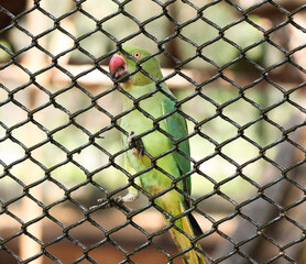 Inside the wire net is a green parrot. With blurred background