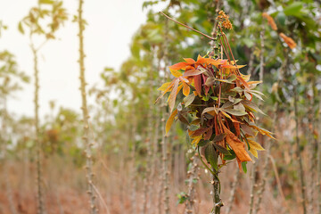 Cassava is not completely sick.