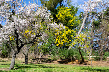 Spring. Spring Time 2023. Yellow flowers in the Quinta de los Molinos park in Madrid on a clear day, in Spain. Europe. Horizontal photography.