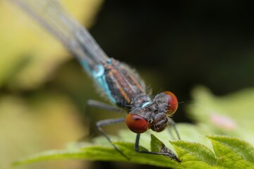 dragonfly Emerald Damselfly with face detail