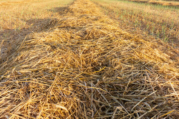 Fototapeta na wymiar Wheat fields in Israel