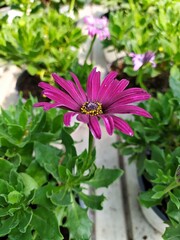 Italy: Cape Marguerite Daisy.