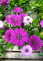 Italy: Cape Marguerite Daisy.