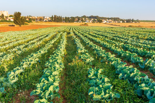 Calliflower fields in Israel