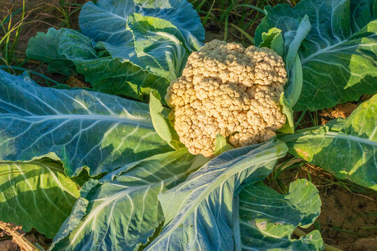 Calliflower fields in Israel