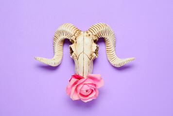 Skull of sheep with flower on color background