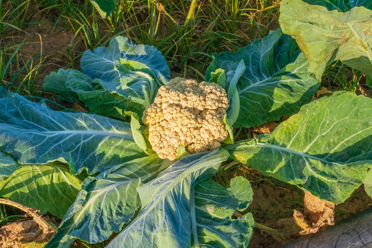 Calliflower fields in Israel