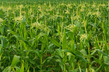 Fields of young corn in Israel