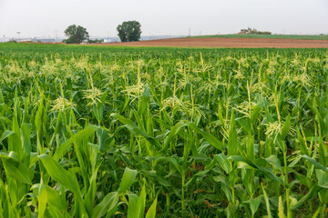 Fields of young corn in Israel