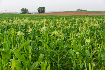 Fototapeta na wymiar Fields of young corn in Israel
