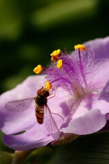 Fototapeta Osówka na fioletowym kwiecie obraz