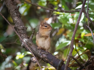 chipmunk on a tree branch