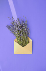 A sunbeam falls on Lavender in an envelope on a purple background