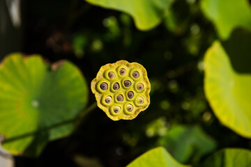 Lotus heart flower, Nelumbo nucifera. Indian lotus flower - Nelumbo nucifera Gaertner.