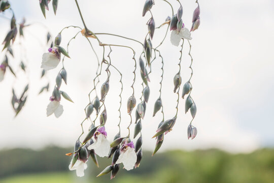 Thalia geniculata , o jacar&eacute;-bandeira dobrado, araruta ou bandeira de fogo &eacute; uma esp&eacute;cie de planta difundida por toda a &Aacute;frica tropical e grande parte das Am&eacute;ricas.