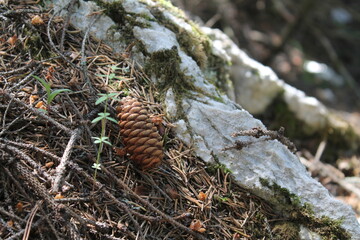 close up of pine cones