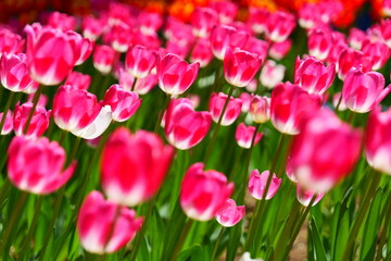 チューリップの花畑。ひたちなか、茨城、日本。4月下旬。