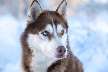 Dog husky breeds in winter on a snowy background.