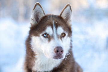 Dog husky breeds in winter on a snowy background.