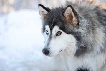 Obraz premium Dog husky breeds in winter on a snowy background.