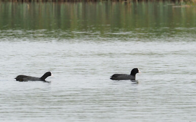 Moorhens