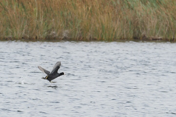 Running moorhen