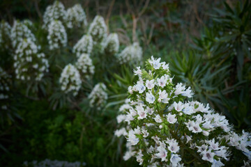 A closeup of a Rhododendron tomentosum