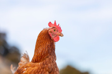 Retrato de una gallina en el campo con el cielo azul