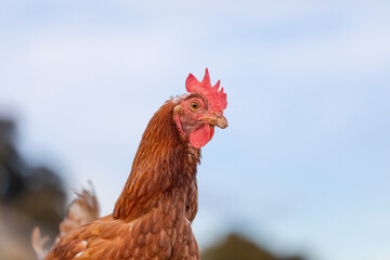Retrato de una gallina en el campo con el cielo azul