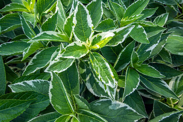 close up of a plant