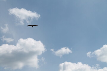 Fototapeta na wymiar bird flying in the sky