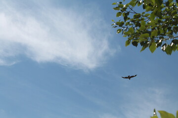 bird flying in the sky