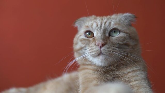 Ginger cat looking and blinking. Domestic pet animal lying on bed and relaxing at home with color background. 