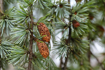 Fototapeta premium Green pine tree branches with cones on winter day, closeup