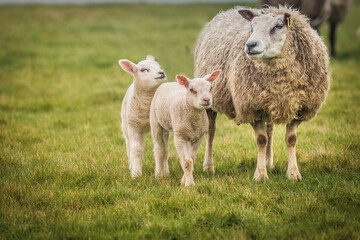 Adult sheep with twin lambs.