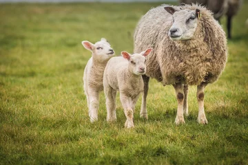 Fototapete Rund Adult sheep with twin lambs. © daviddales