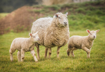 Single adult sheep with twins in a lush green meadow.