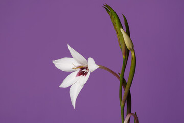 Elegant white gladiolus flower with burgundy center isolated on purple background.