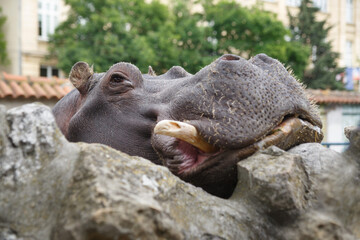 Hippo put his muzzle on the side of the aviary, close.